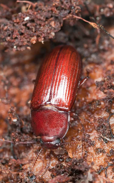 Darkling Beetle Uloma Rufa Tenebrionidae Pine Wood — Stock Photo, Image