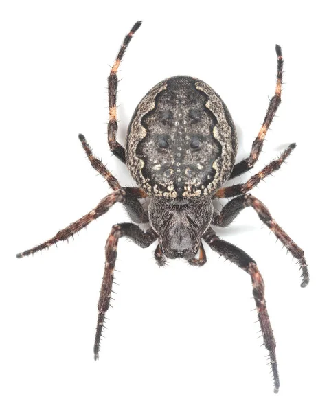 Aranha Tecelã Orbe Nogueira Nuctenea Umbratica — Fotografia de Stock