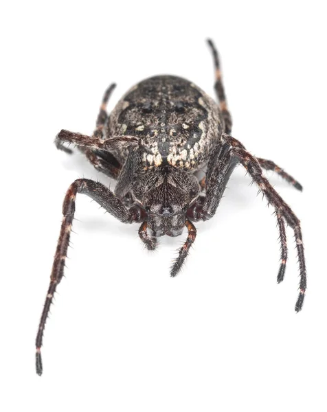 Αράχνη Του Είδους Walnut Orb Weaver Nuctenea Umbratica — Φωτογραφία Αρχείου