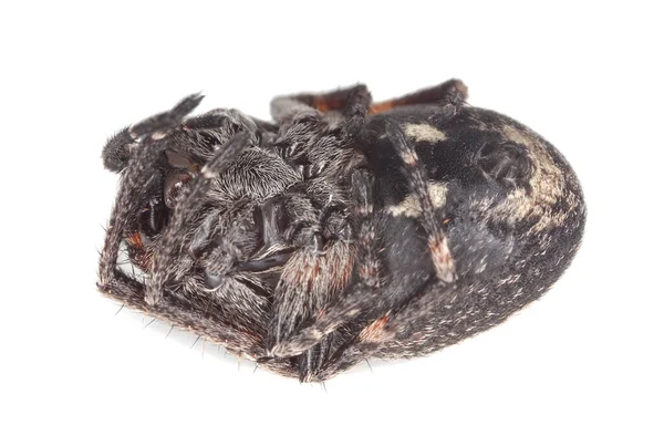 Αράχνη Του Είδους Walnut Orb Weaver Nuctenea Umbratica — Φωτογραφία Αρχείου