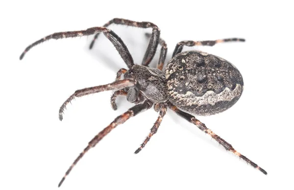 Αράχνη Του Είδους Walnut Orb Weaver Nuctenea Umbratica — Φωτογραφία Αρχείου