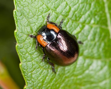 Yaprak böceği, Chrysomela yaka, makro fotoğraf.