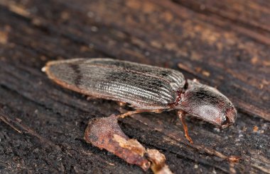 Tıkla böcek stenagostus rhombeus, makro fotoğraf
