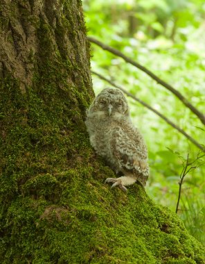  Tawny baykuşu ya da kahverengi baykuş, Strix aluco baykuşu meşenin yanında oturuyor