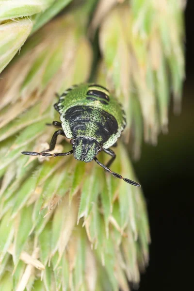 Shieldbug Nyhmp Foto Macro — Fotografia de Stock