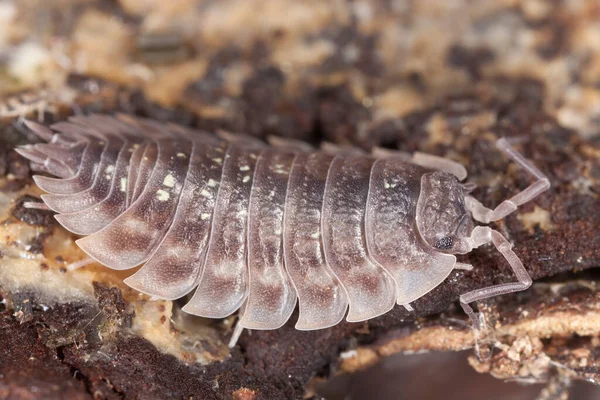 Shieldbug nyhmp, makro fotoğraf