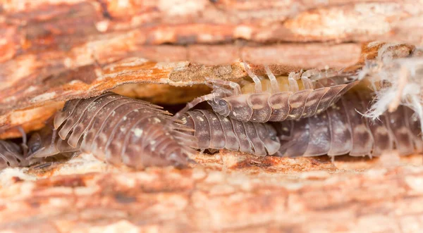 Woodlouses Madeira Foto Macro — Fotografia de Stock