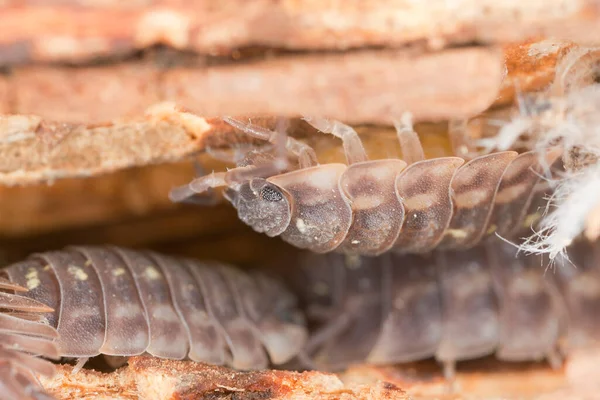 Woodlouses Wood Macro Photo — Stock Photo, Image