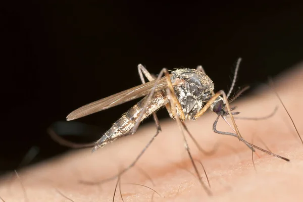 Alimentación Mosquitos Humanos Macro Foto — Foto de Stock