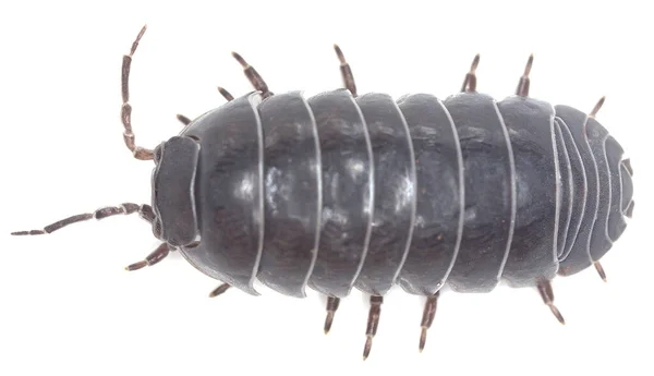 Pillbug beyaz arkaplanda izole edildi, aşırı yakın plan