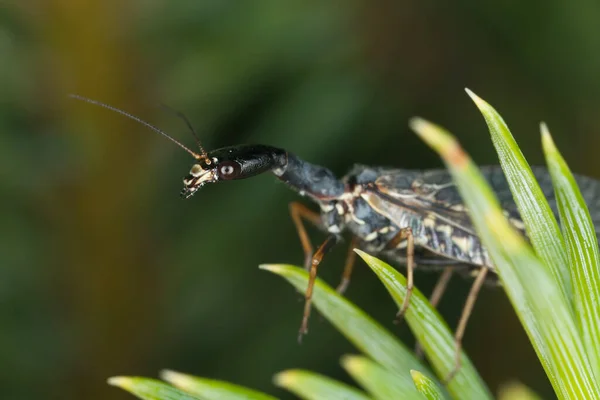 松の針のRaphidioptera — ストック写真