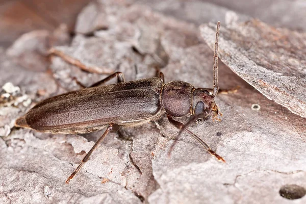 Scarabeo Cornuto Arhopalus Rusticus Corteccia Macrofoto — Foto Stock