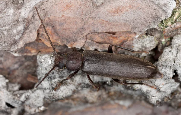 Hosszúszarvú Bogár Arhopalus Rusticus Kérgen Makró Fotó — Stock Fotó