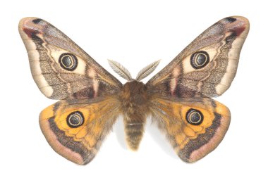 Erkek küçük imparator güvesi, Saturnia pavonisi beyaz arka planda izole edilmiş.