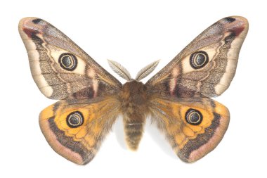 Male small emperor moth, Saturnia pavonia isolated on white background clipart