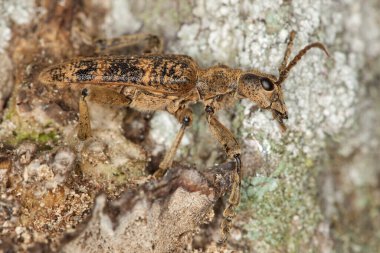 Uzun boynuz böceği, meşe ağacında Rhagium dalkavuğu.