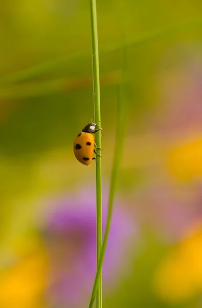 Marienkäfer Cocciella Septempunctata Auf Stiel — Stockfoto