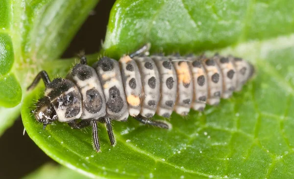 Coccinellide Larva Coccinellidae Foglia Questo Insetto Predatore — Foto Stock