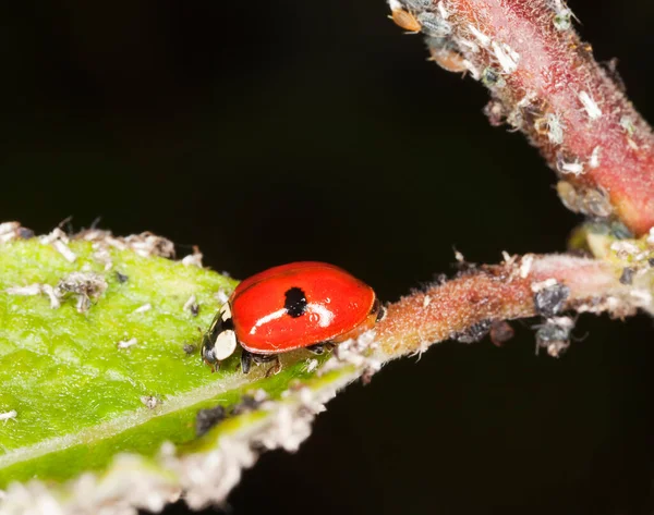 Lieveheersbeestje Adalia Bipunctata Blad — Stockfoto