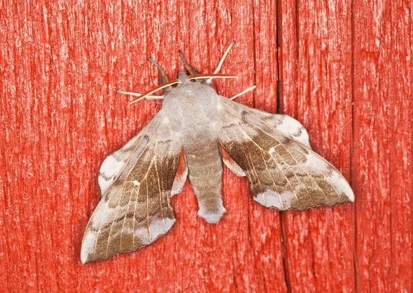 Polilla Halcón Álamo Laothoe Populi Descansando Sobre Madera —  Fotos de Stock