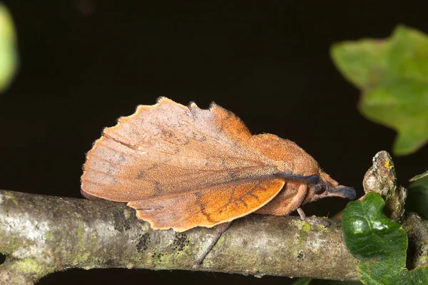 Lappet Gastropacha Quercifolia Descansando Sobre Madera Roble — Foto de Stock