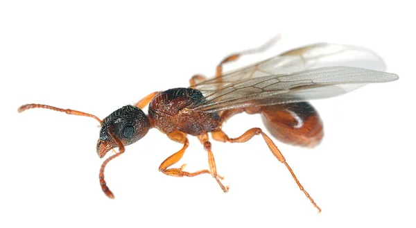 Gevleugelde Rode Mier Myrmica Geïsoleerd Witte Achtergrond — Stockfoto