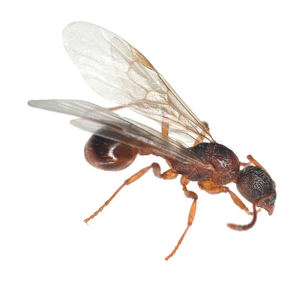 Gevleugelde Rode Mier Myrmica Geïsoleerd Witte Achtergrond — Stockfoto