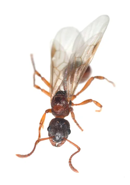 Geflügelte Rote Ameise Myrmica Isoliert Auf Weißem Hintergrund — Stockfoto