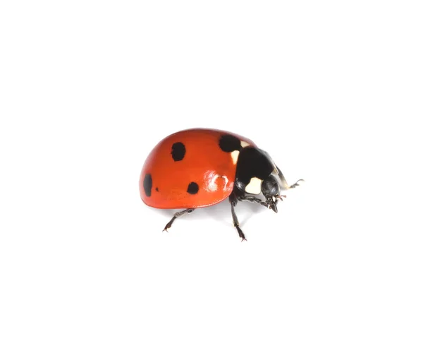 Ladybird Cocciella Septempunctata Isolated White Background Stock Picture