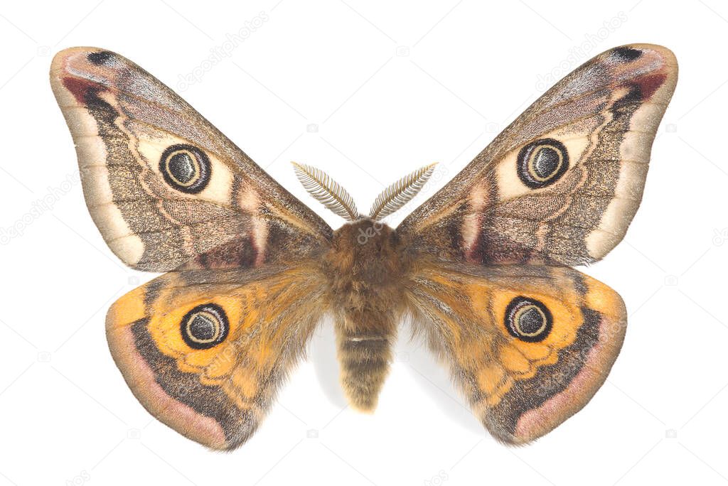Male small emperor moth, Saturnia pavonia isolated on white background