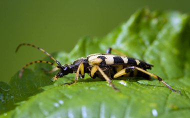Benekli uzun boynuz, Rutpela maculata yaprak üzerinde, makro fotoğraf