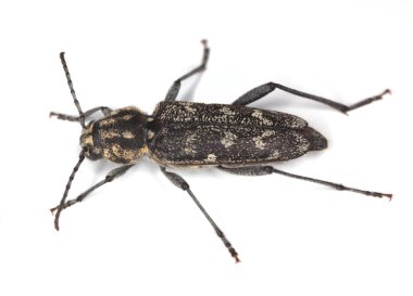 Gri kaplan uzun mısır, xylotrechus rusticus beyaz arka planda izole