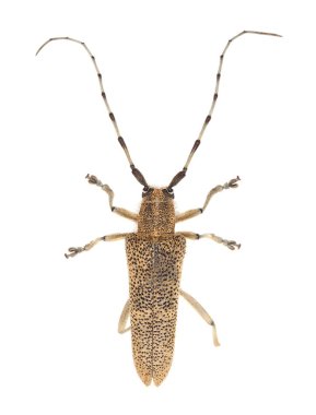 Büyük kavak sıkacağı, Saperda carcharias beyaz arkaplanda izole