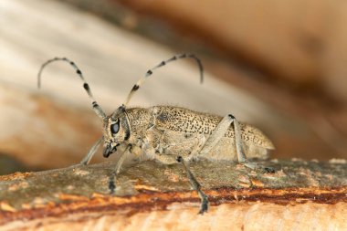 Büyük kavak sıkacağı, ahşap üzerinde Saperda carcharias, makro fotoğraf
