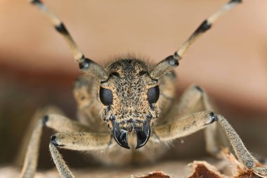 Büyük kavak sıkacağı, Saperda carcharias, makro fotoğraf