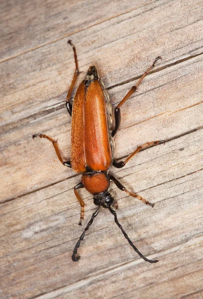 Female Red Longhorn Beetle Stictoleptura Rubra Wood — Stock Photo, Image