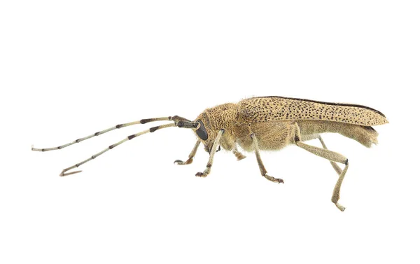 Barrenador Álamo Grande Saperda Carcharias Aisladas Sobre Fondo Blanco — Foto de Stock