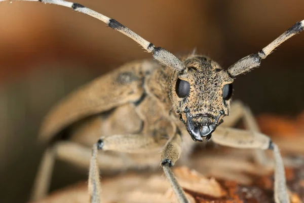 Grande Broca Álamo Saperda Carcharias Madeira Foto Macro — Fotografia de Stock