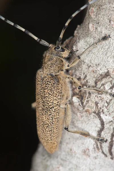 Grande Broca Álamo Saperda Carcharias Madeira Foto Macro — Fotografia de Stock