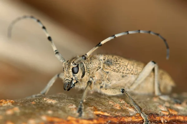 Büyük Kavak Sıkacağı Ahşap Üzerinde Saperda Carcharias Makro Fotoğraf — Stok fotoğraf