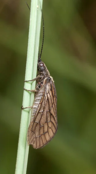 파리의 줄기에 곤충은 파리어 부들의 흉내를 — 스톡 사진