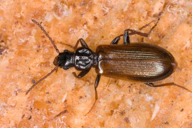 Tahtada Pytho depresif, makro fotoğraf