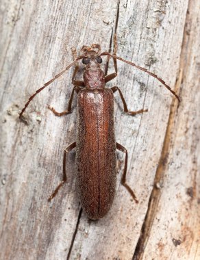 Sahte kabarcık böceği, tahta üzerinde Calopus serraticornis.