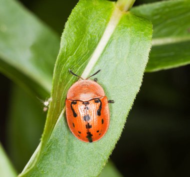 Kaplumbağa böceği, Cassida murraea yaprağın üzerinde