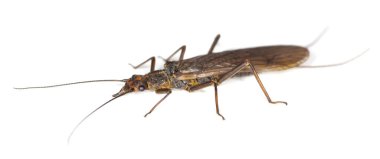 Yetişkin taş sineği, Plekoptera beyaz arka planda izole edilmiş, bu böcek sık sık sinek balıkçıları tarafından taklit edilir.