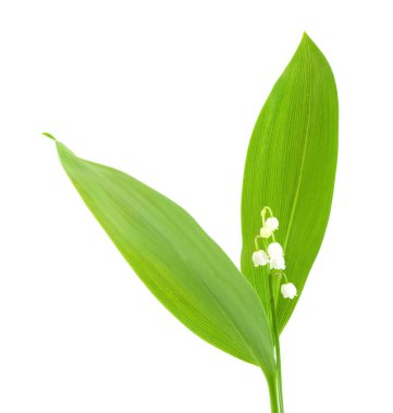 Vadi Zambağı, Concallaria Majalis beyaz arka planda izole edilmiş.