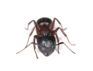 Marangoz karınca, Camponotus beyaz arka planda izole edilmiş.