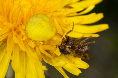 Dişi altın çubuklu yengeç örümceği, yakalanan böcekle besleniyor.