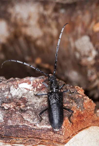 Scarabeo Capricorno Minore Cerambyx Scopolii Legno — Foto Stock