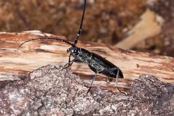 Petit Scarabée Capricorne Cerambyx Scopolii Sur Bois — Photo